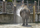 87330 Tierwelt - Elefant