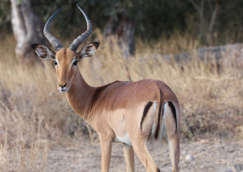 83275 Natur - Antilope