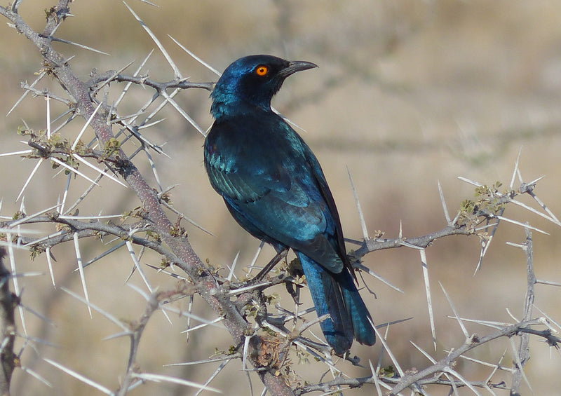 79913 Tierwelt - Vogel