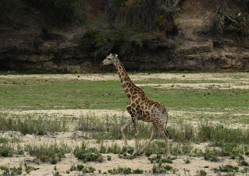 77864 Tierwelt - Giraffe