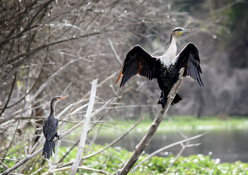 80711 Natur - Kormoran