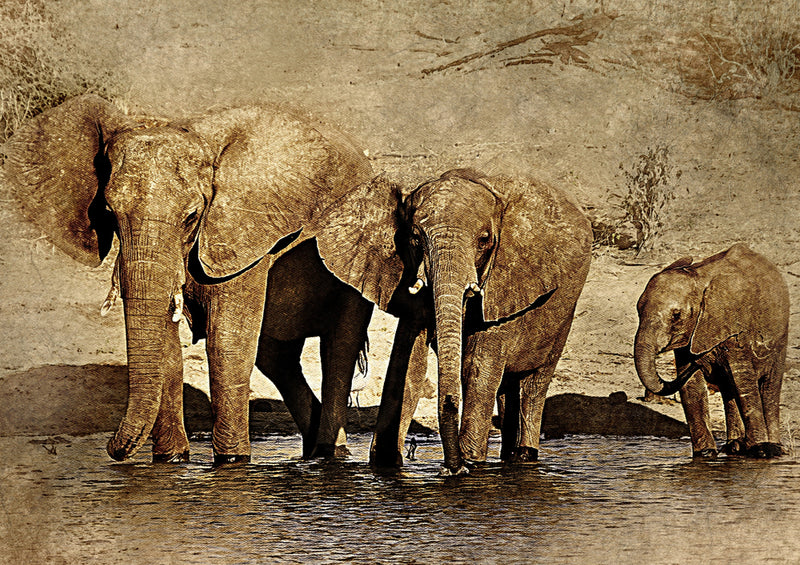 85657 Natur - Elefant