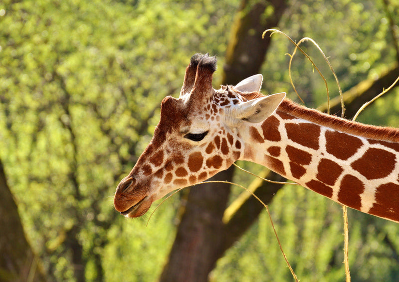 82465 Tierwelt - Giraffe