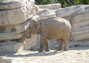 85724 Natur - Elefant