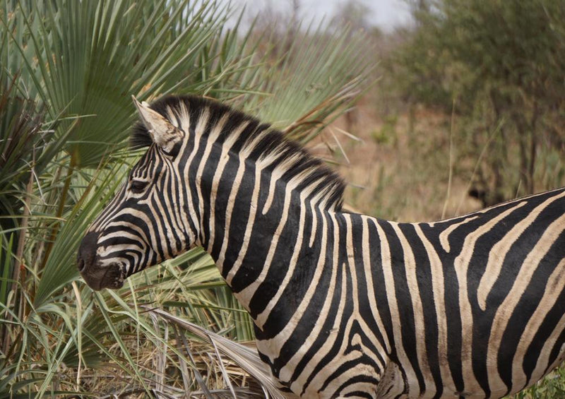 18282 Natur - Zebra