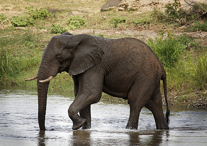 85623 Natur - Elefant