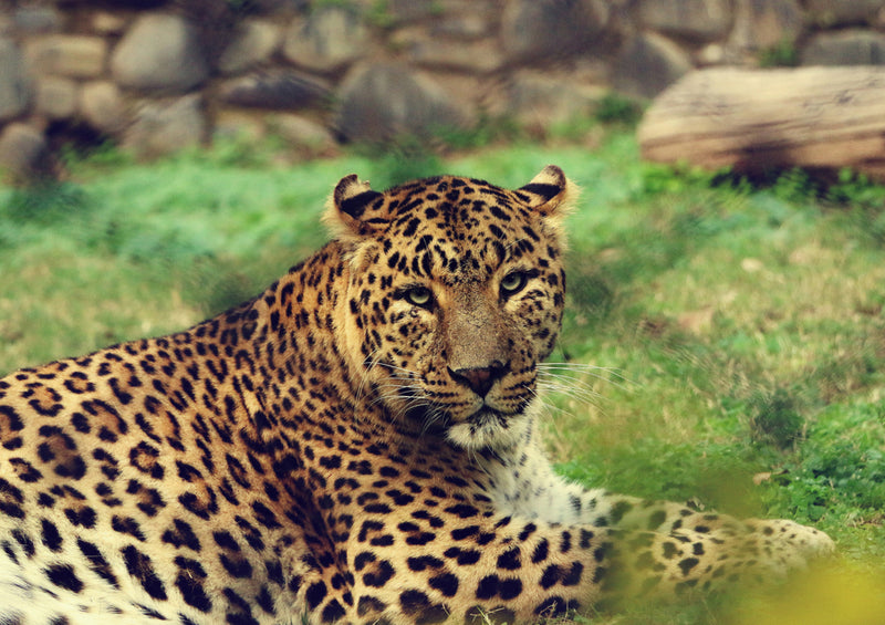 75662 Tierwelt - Leopard