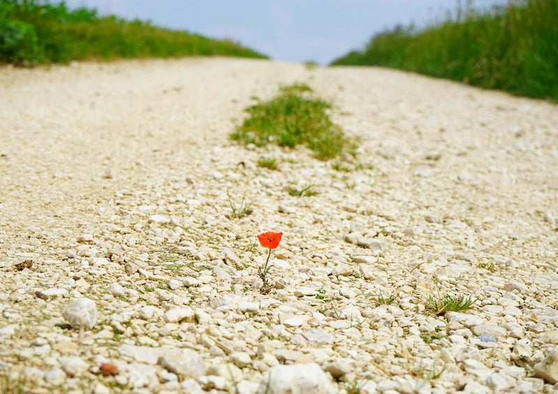 18589 Natur - Blume im Weg