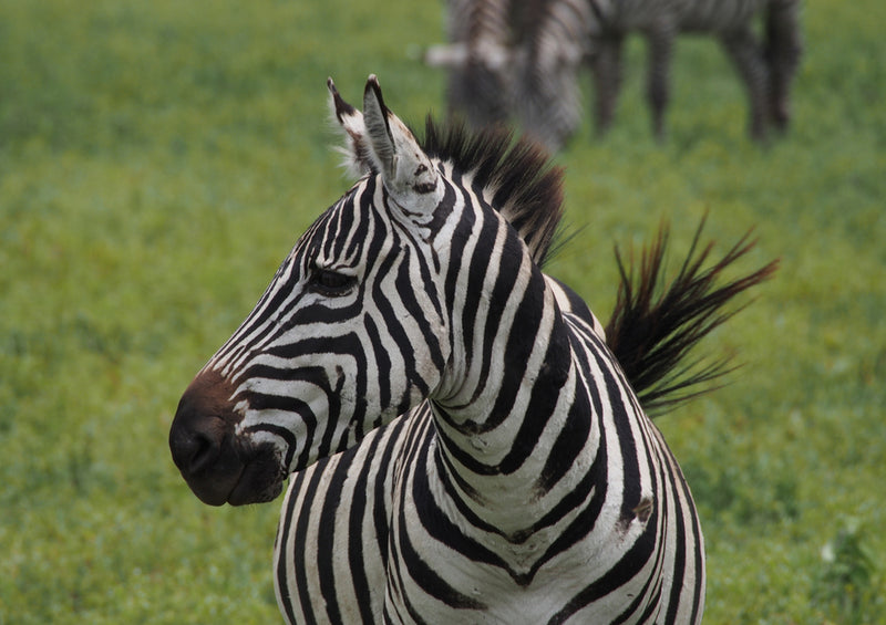 75518 Tierwelt - Zebra