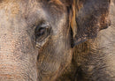 86836 Tierwelt - Elefant
