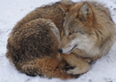 42725 Tierwelt - Fuchs