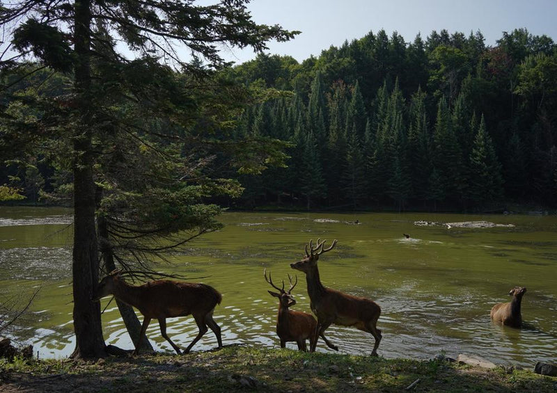 20758 Tierwelt - Rehe am Fluss