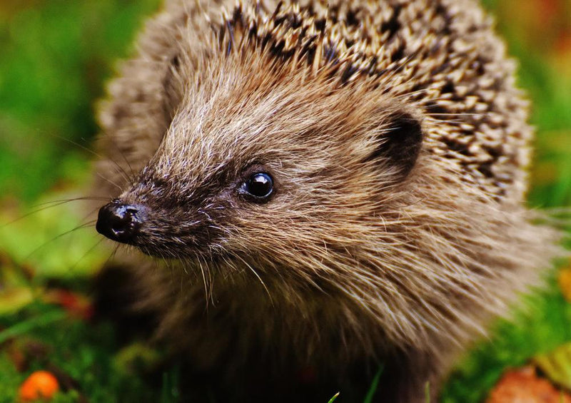 20343 Tierwelt - Igel