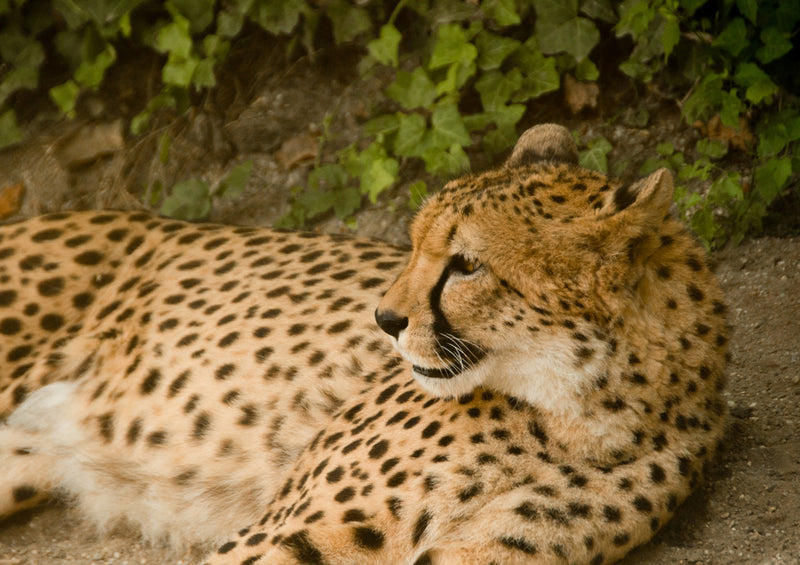 80638 Natur - Gepard