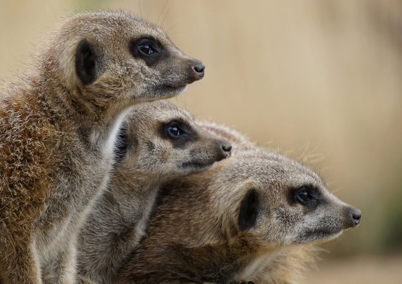 80321 Natur - Erdmännchen