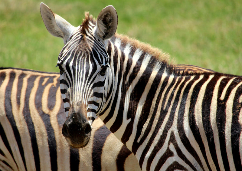 84492 Natur - Zebra