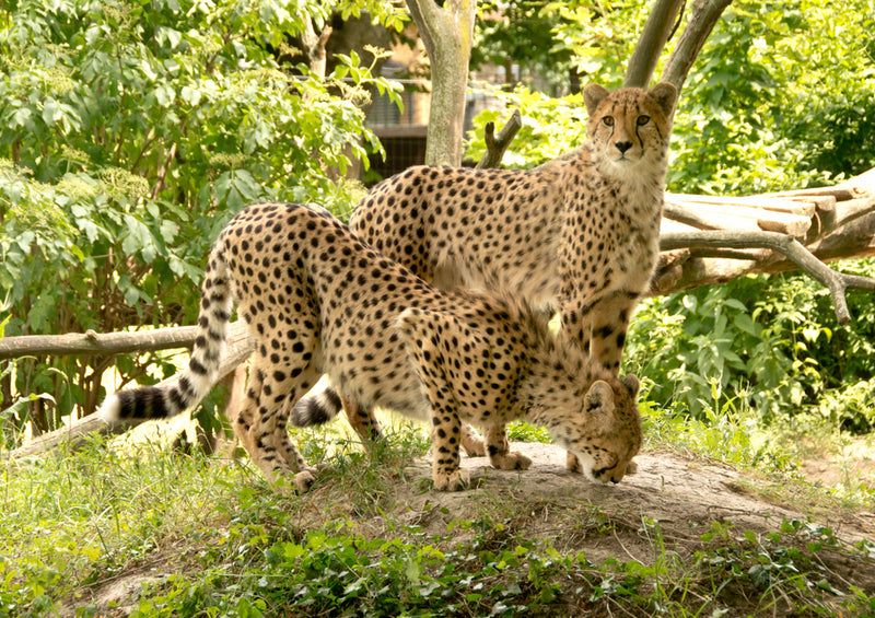 75426 Tierwelt - Leoparden