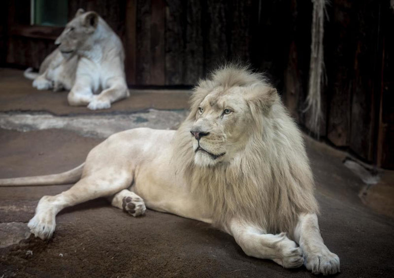 29924 Tierwelt - Weißer Löwe