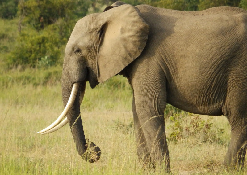 75597 Tierwelt - Elefant