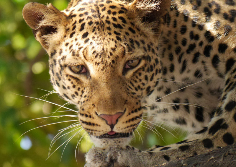 77759 Natur - Leopard