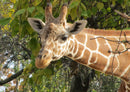 75231 Tierwelt - Giraffe