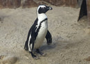 81756 Natur - Pinguin