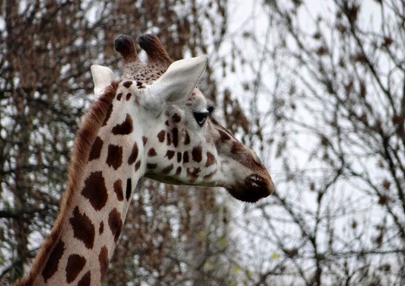 83383 Natur - Giraffe