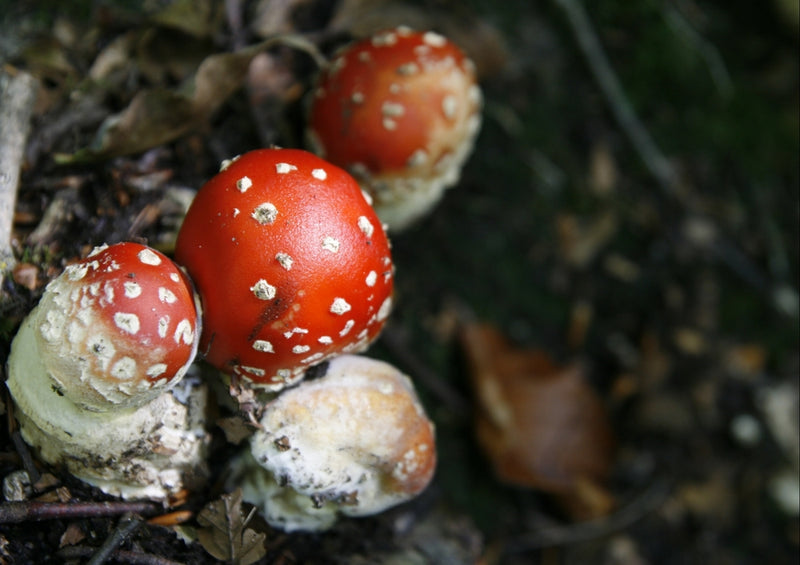 39247 Natur - Fliegen-Pilz