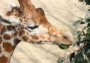 74309 Tierwelt - Giraffe