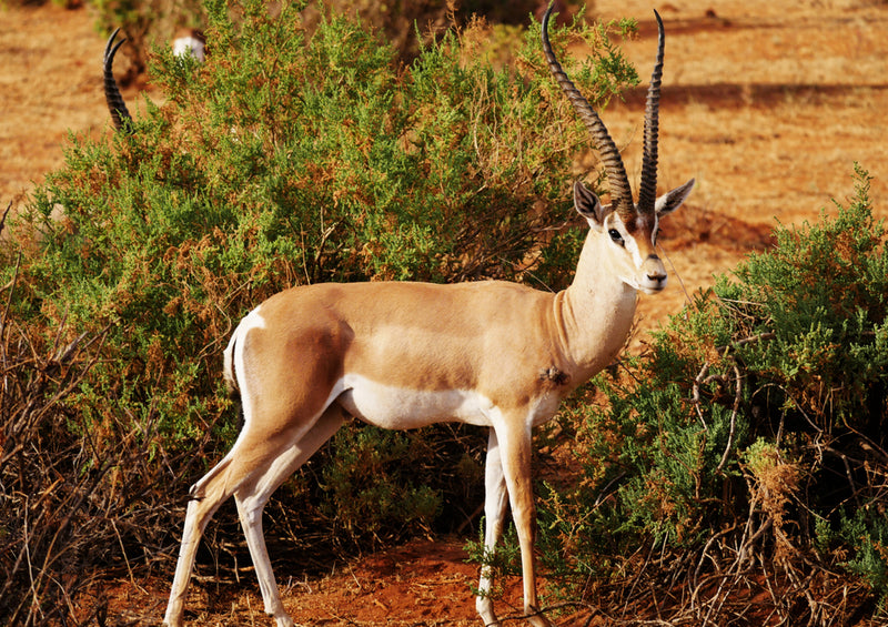 84121 Natur - Antilope