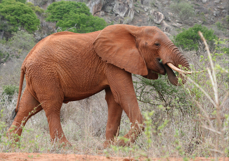 86935 Tierwelt - Elefant