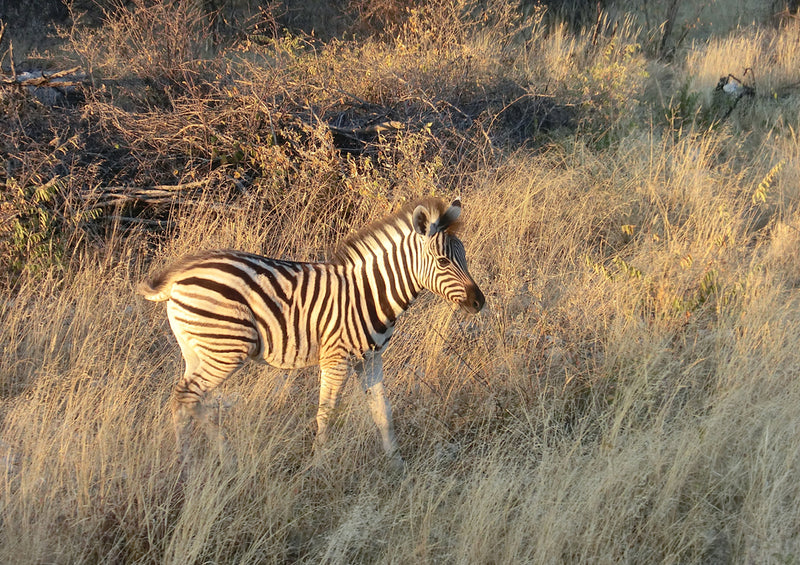75624 Tierwelt - Zebra