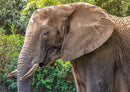 85767 Natur - Elefant