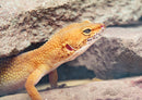 77678 Natur - Gecko