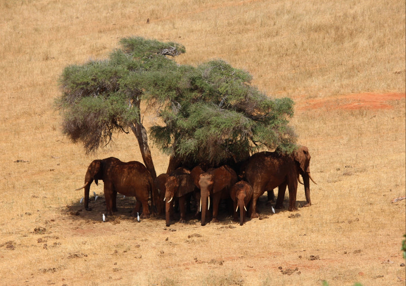 78792 Natur - Elefant