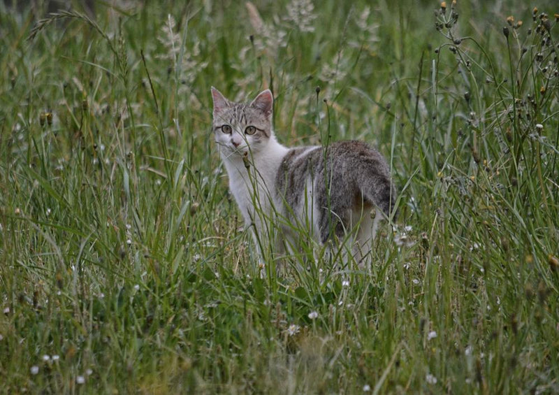 18046 Tierwelt - Katze im Gras