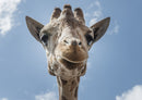 78595 Natur - Giraffe