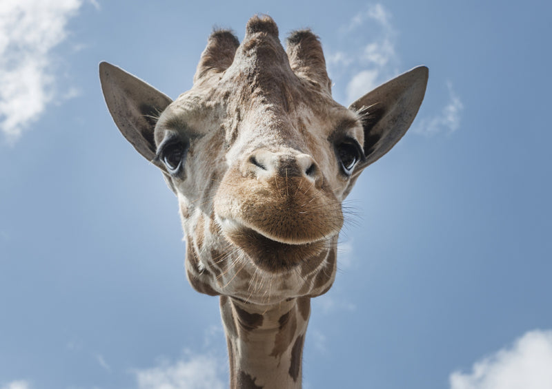 78595 Natur - Giraffe