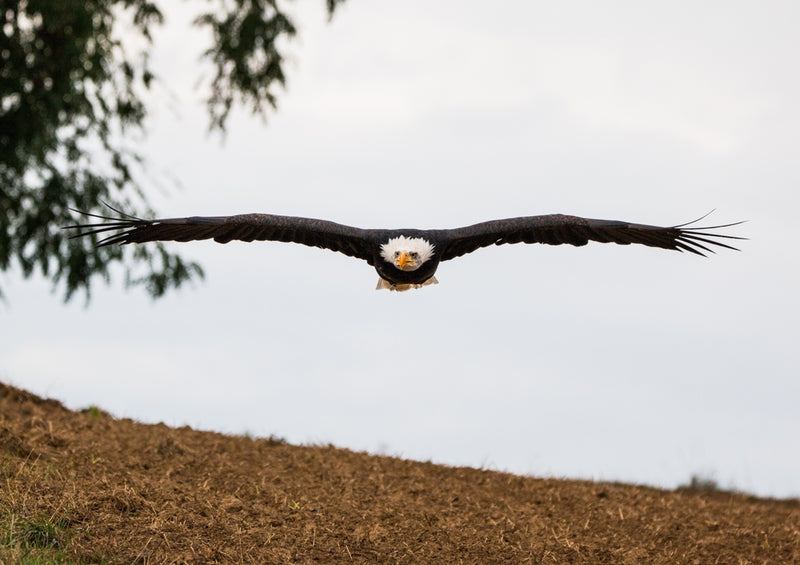 36446 Tierwelt - Adler