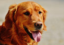 35475 Tierwelt - Golden retriever