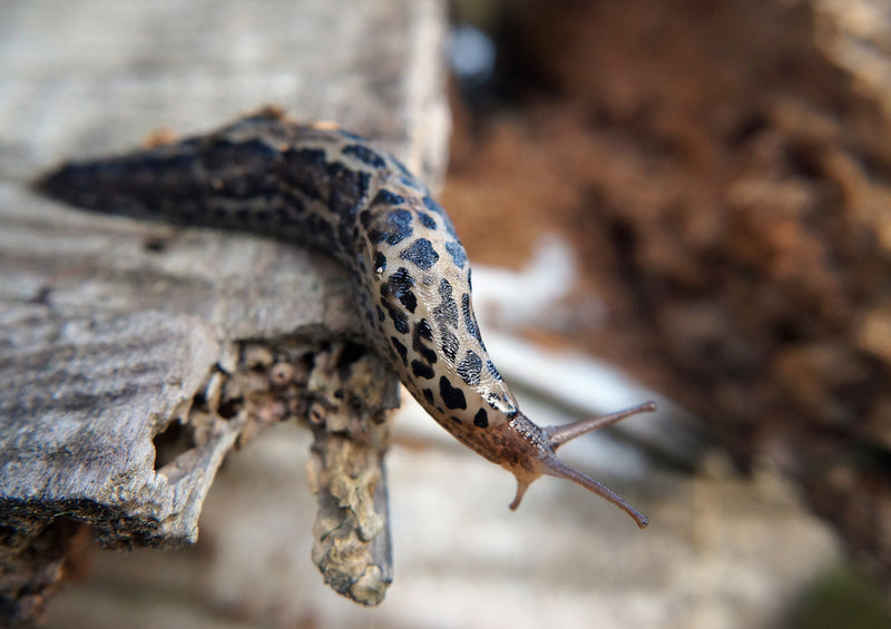 73227 Tierwelt - Schnecke