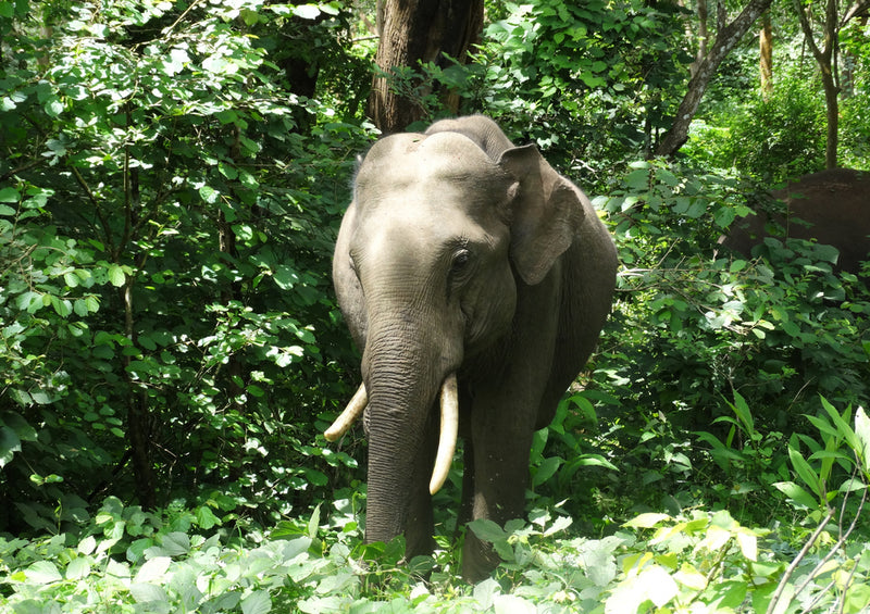 86460 Natur - Elefant