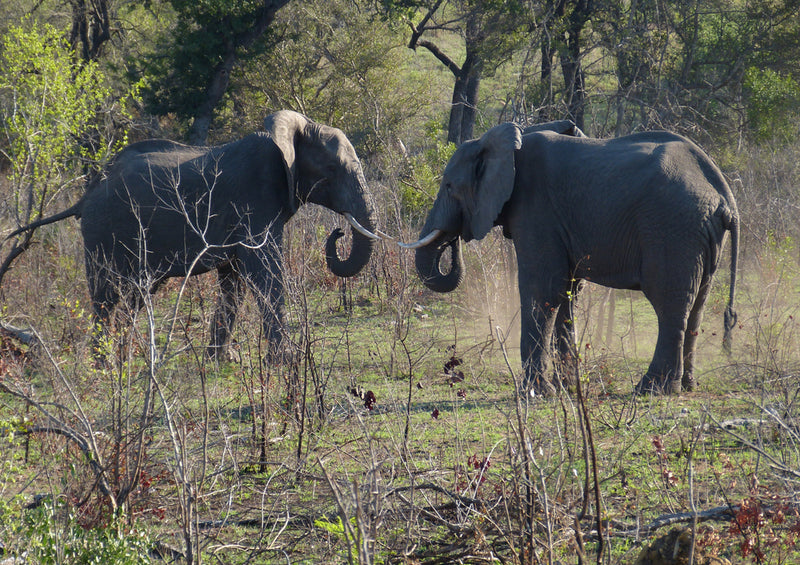 86448 Natur - Elefant