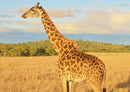 71186 Natur - Giraffe