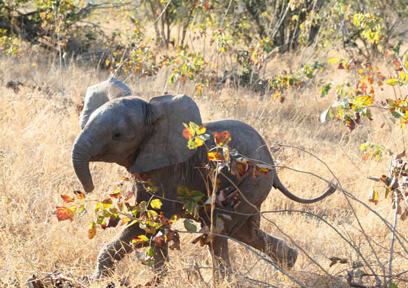 80917 Natur - Elefant