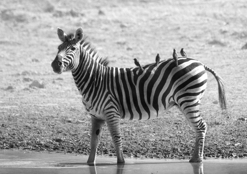 80196 Natur - Zebra