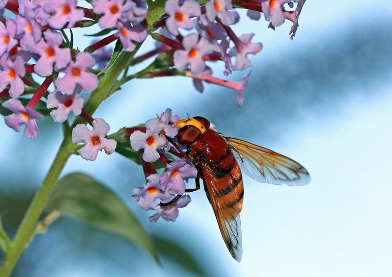 29328 Tierwelt - Biene und Blume