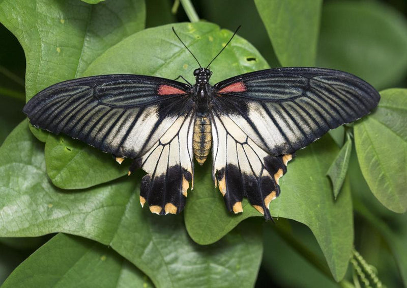 29608 Tierwelt - Schmetterling