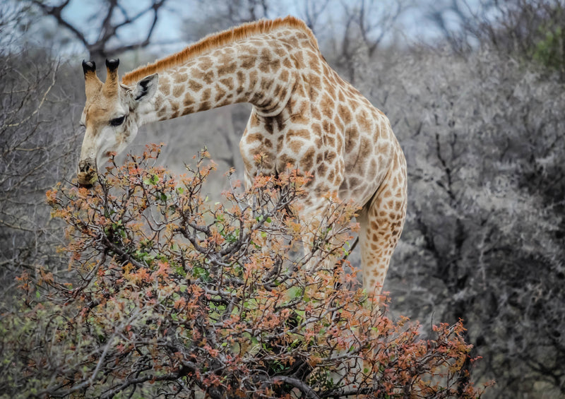 78818 Natur - Giraffe