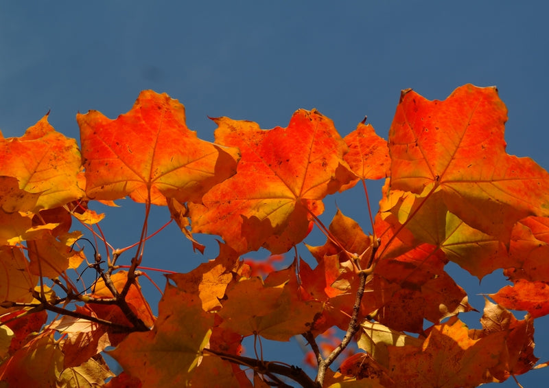 44260 Natur - Herbstfärbung